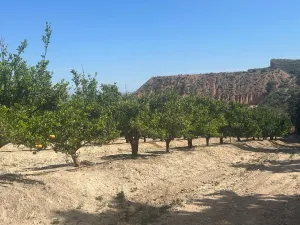 FINCA EN ALHAMA DE MURCIA