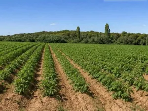 Finca en venta 200 has. labor riego Almendros