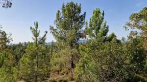 Finca forestal de 220 hectáreas en Massanes