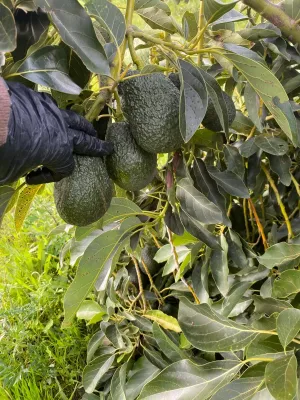 Finca agrícola productiva