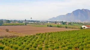 Finca en Callosa de Segura
