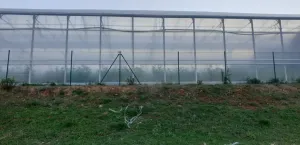 Venta/alquiler invernaderos