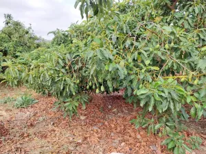 Finca de aguacates