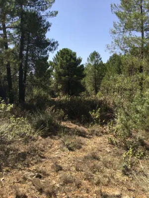 PARCELA RÚSTICA CON PINAR Y BOSQUE BAJO