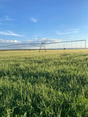 Finca agrícola de riego cerca de Albacete