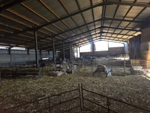 Finca con explotación ganadera