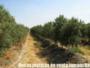 finca en venta 20 has. olivar regadío Toledo