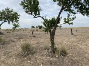 Terreno 3,5Ha en Sonseca (Toledo)