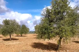 Parcela de olivos de secano de 13.831 m2