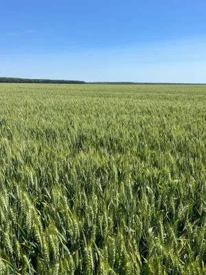Finca agrícola en rumania