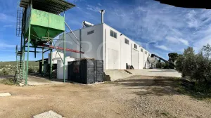 Olivar con almazara y cortijo en Córdoba