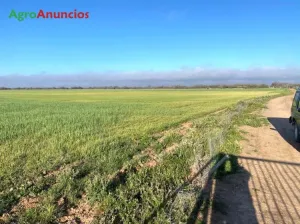 Venta de Finca agrícola 550h en Toledo