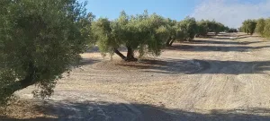 Olivos centenarios picual