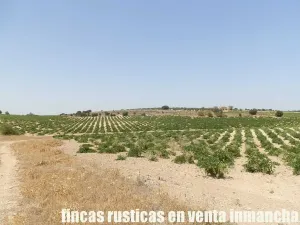 finca en venta 70 has. labor olivar riego