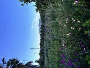 Fantastica Finca Rustica en Estepona