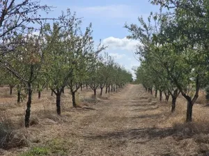 Finca rústica de cultivo en Gandesa