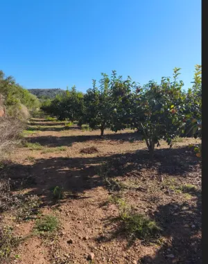 Campo Caqui