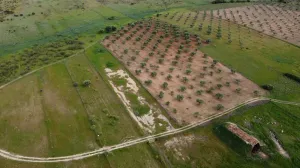 Parcela La Triguera