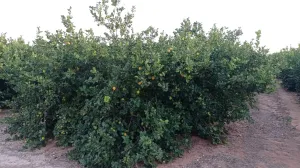FINCA DE REGADÍO DE LIMONEROS EN MULA