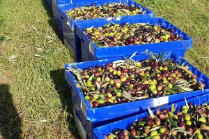 Olivar Con Buen Acceso En Plena Producción