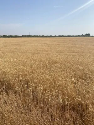 [gestifincarustica] - Tierra calma de  labor