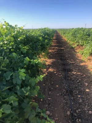 [gestifincarustica] - viñedo en espaldera