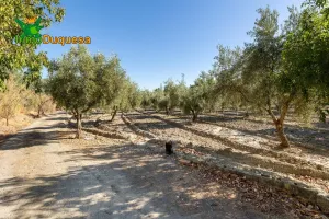 Terreno rústico con OLIVOS y caseta.