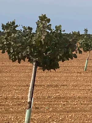 [gestifincarustica] - Tierra plantada de pist