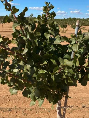 [gestifincarustica] - PISTACHOS