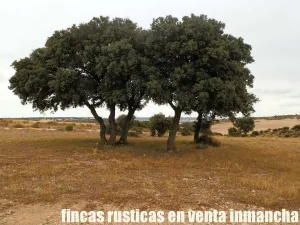 finca en venta 335 has. caza menor Cuenca