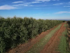 Olivar Superintensivo regadio 8,4 has