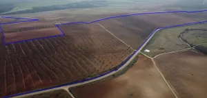 Olivar/Viñedo 118 Has Tierra de Barros (BA)