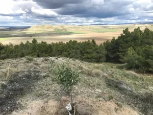 Venta finca agrícola y cinegética de 345 Has