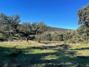 FINCA GANADERA Y CINEGÉTICA EN VENTA