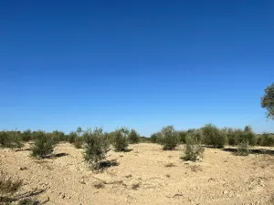 Finca rural Bollullos Par del Condado