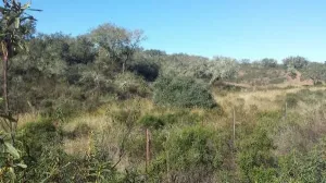 Finca en San Bartolome de la Torre
