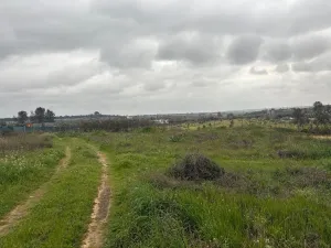 Finca en Las Palma del Condado - Huelva