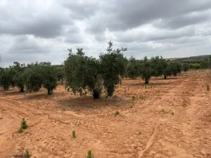Finca en Almonte Huelva