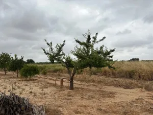Finca en Bollullos par del condado Bollullos