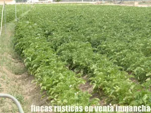 finca en venta 28 has. labor riego en Villena