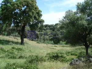 Finca 240 ha en Navalmoral