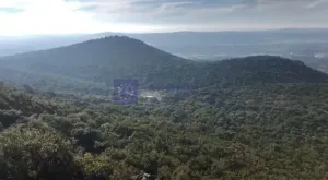 Se vende finca de 300 ha en Membrio