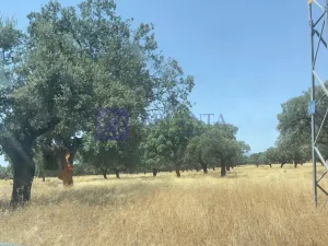 Finca Ganadera de 170 ha zona Plasencia