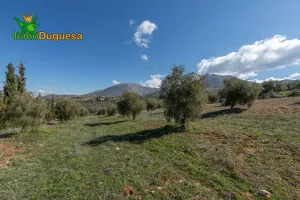 Finca rústica en Cogollos Vega (con toma de luz y agua en la entrada)