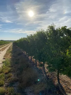 FINCA DE REGADÍO DE ALMENDROS DE 12 HECTÁREAS