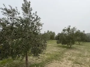 Finca Olivos Espejo (Córdoba)