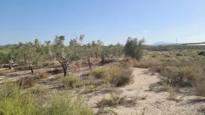 Finca Rústica en Monforte del Cid, Alicante - ¡Una Oportunidad Única! 🌳🌞