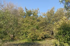 Finca Rústica en Algeciras