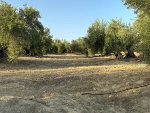 Olivar en Regadío en Villacarrillo 21,8 ha