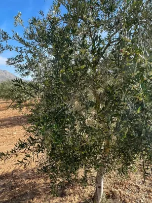 Finca Rústica de 24,5ha Casa 250m2 Nave 300m2